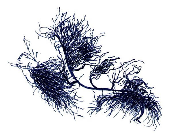 buoyancy - seweed sketch by Guna Green